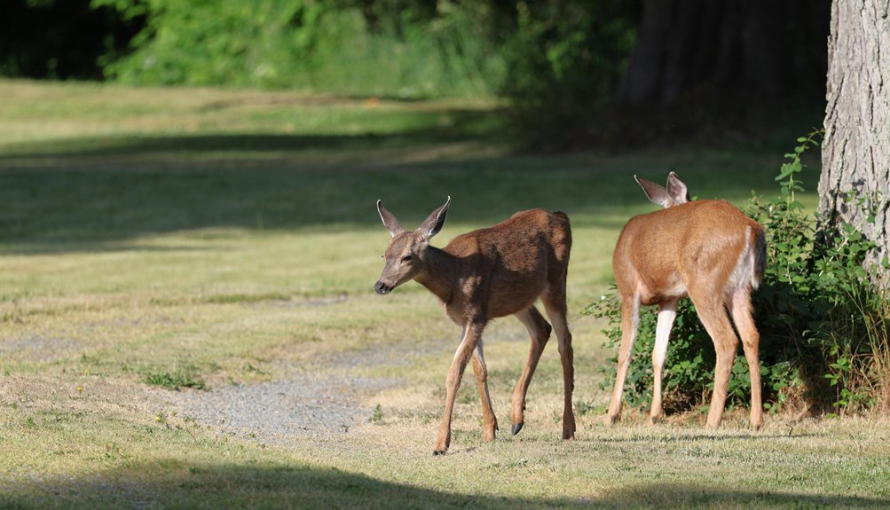 four word phrase safe backyard deer foods list