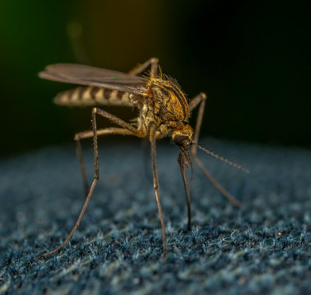 getting rid of backyard mosquitoes